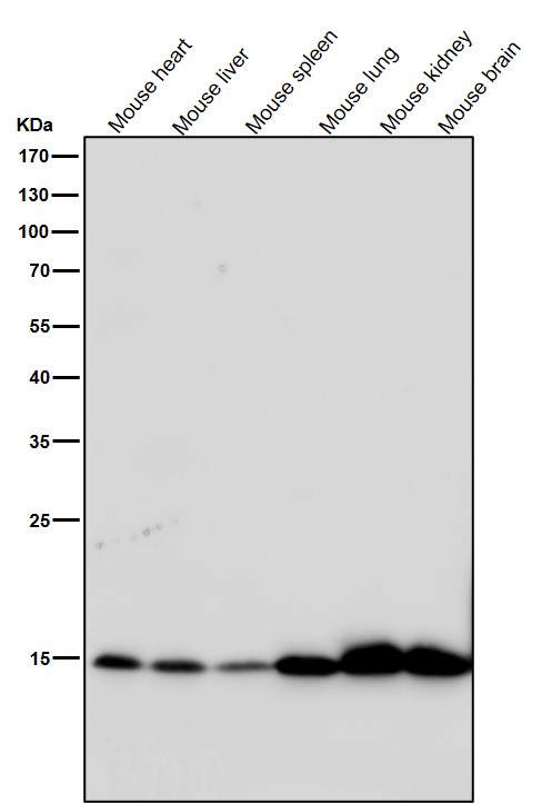 1 - Anti-Histone H3 (acetyl K9) Rabbit Monoclonal Antibody ABO16752