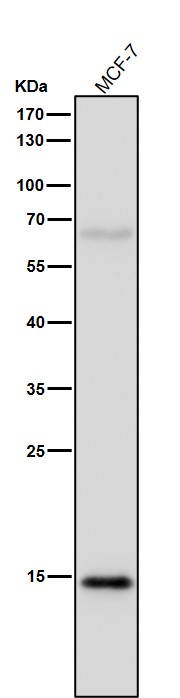 1 - Anti-Histone H3 (acetyl K9) Rabbit Monoclonal Antibody ABO16752