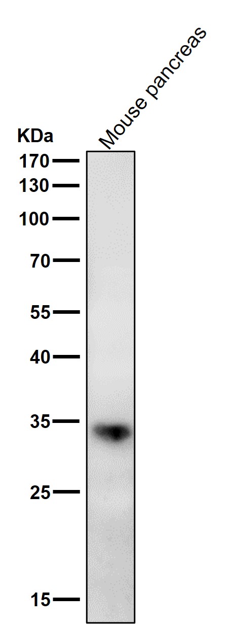 1 - Anti-ERP27 Rabbit Monoclonal Antibody ABO16753
