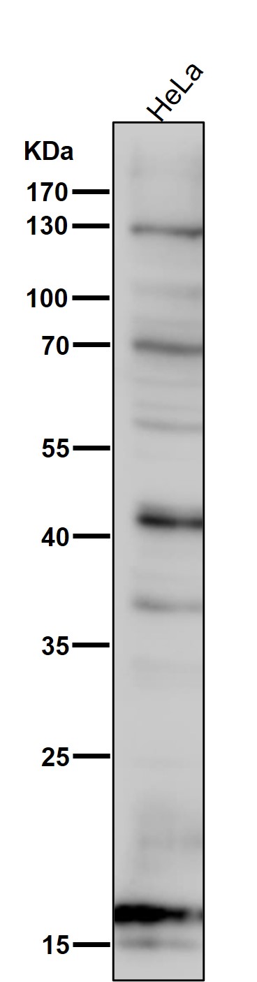 1 - Anti-SDHC Rabbit Monoclonal Antibody ABO16755