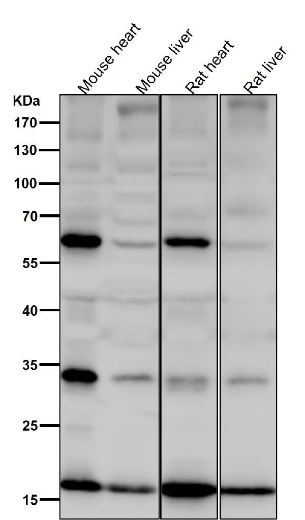 1 - Anti-SDHC Rabbit Monoclonal Antibody ABO16755