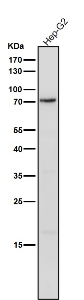 1 - Anti-Phospho-PKC delta (Y311) Rabbit Monoclonal Antibody ABO16756