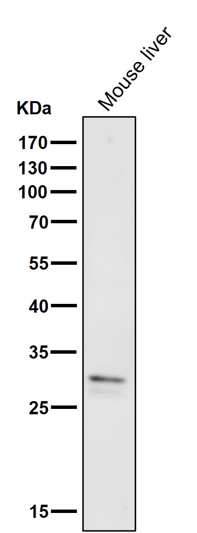 1 - Anti-VAPA Rabbit Monoclonal Antibody ABO16758
