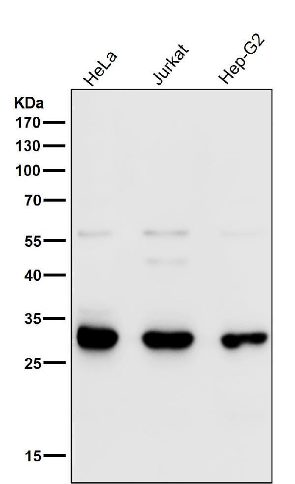 1 - Anti-VAPA Rabbit Monoclonal Antibody ABO16758