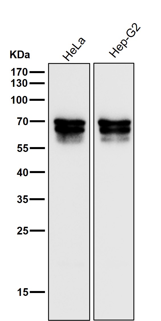 1 - Anti-PICALM Rabbit Monoclonal Antibody ABO16759