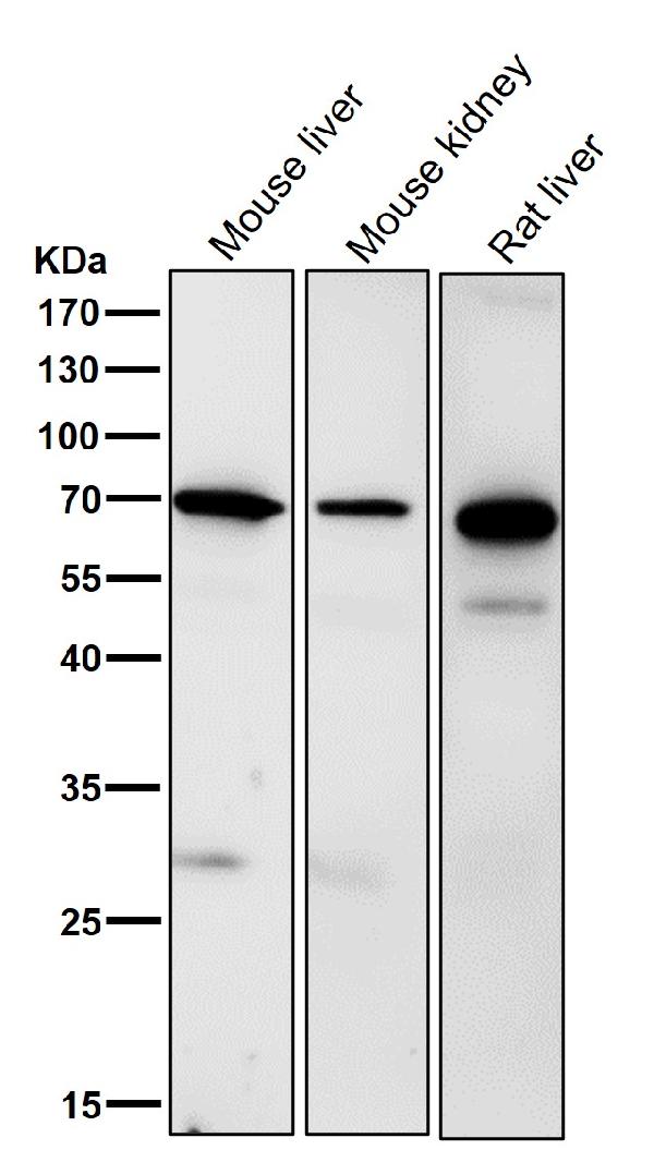 1 - Anti-Ribophorin I Rabbit Monoclonal Antibody ABO16761
