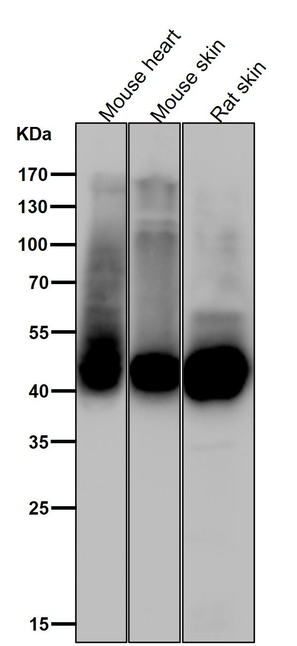 1 - Anti-Phospho-GLUT4 (S488) Rabbit Monoclonal Antibody ABO16763
