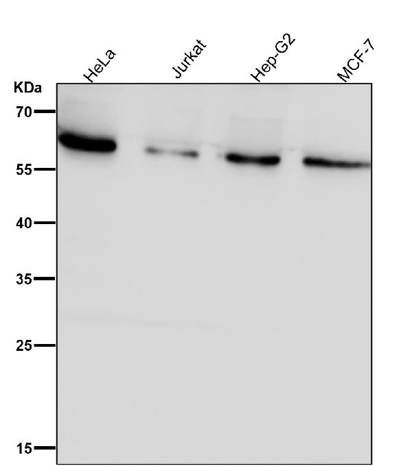 1 - Anti-SYVN1 / HRD1 Rabbit Monoclonal Antibody ABO16767