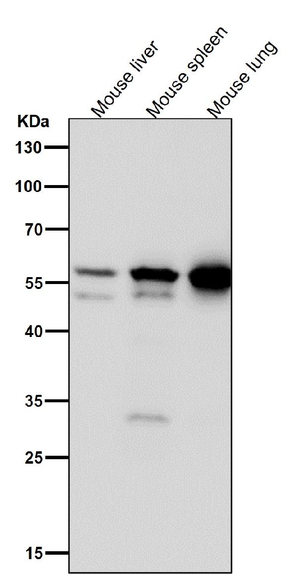 1 - Anti-Lyn Rabbit Monoclonal Antibody ABO16768