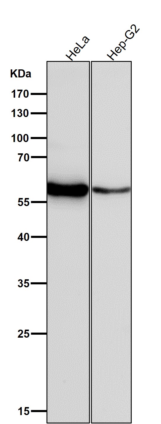 1 - Anti-Lyn Rabbit Monoclonal Antibody ABO16768
