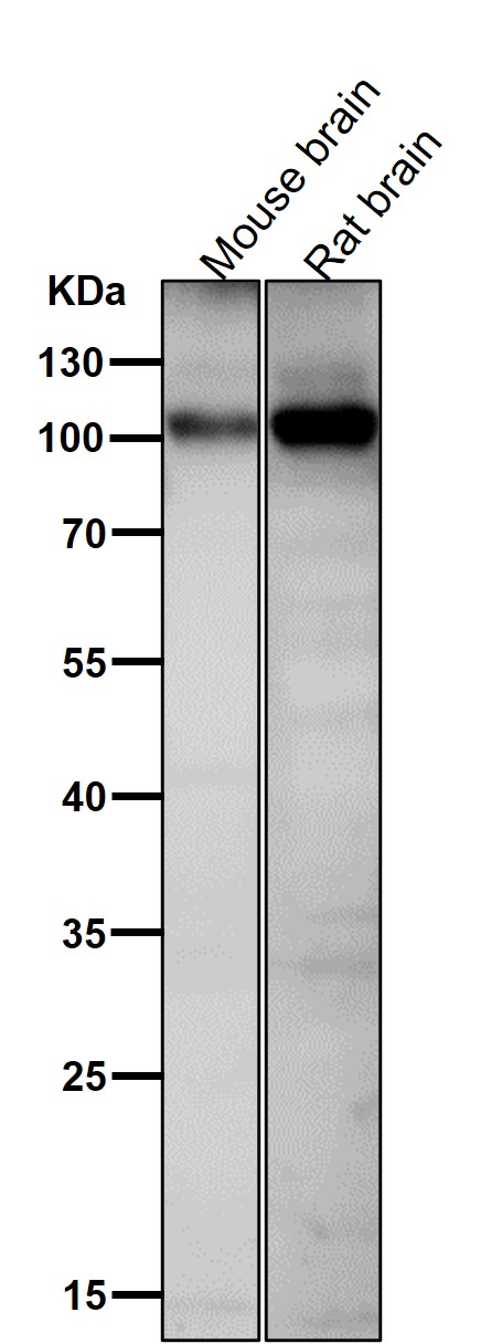 1 - Anti-Phospho-AMPA Receptor 1 (S831) Rabbit Monoclonal Antibody ABO16769