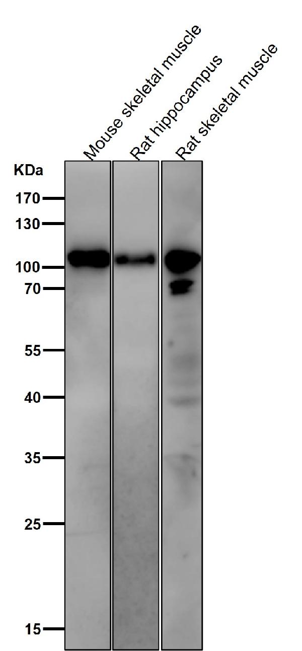 1 - Anti-Phospho-AMPA Receptor 1 (S831) Rabbit Monoclonal Antibody ABO16769