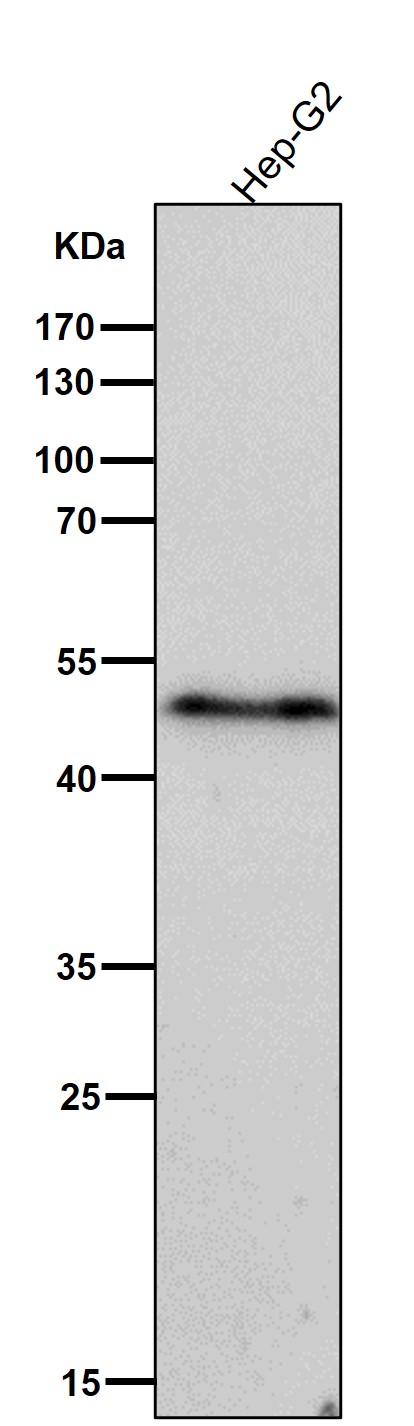 1 - Anti-Phospho-VASP (S156) Rabbit Monoclonal Antibody ABO16772