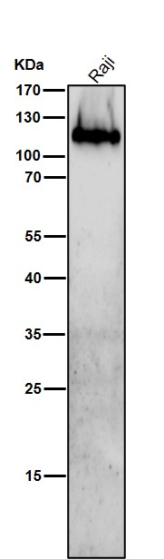 1 - Anti-Integrin beta 7 Rabbit Monoclonal Antibody ABO16774