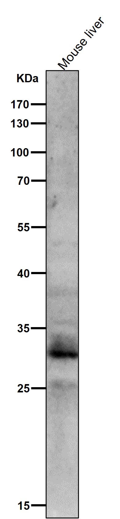 1 - Anti-Phospho-MST1/MST2 (T183 + T180) Rabbit Monoclonal Antibody ABO16776