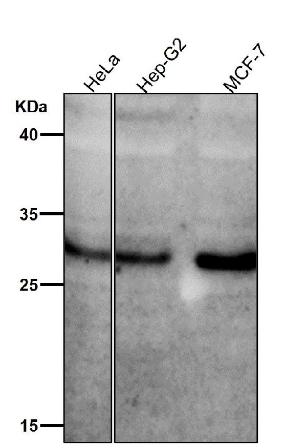 1 - Anti-Phospho-MST1/MST2 (T183 + T180) Rabbit Monoclonal Antibody ABO16776