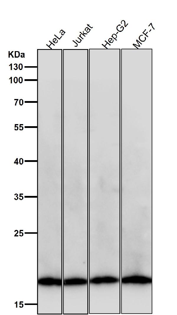 1 - Anti-Pleiotrophin Rabbit Monoclonal Antibody ABO16783