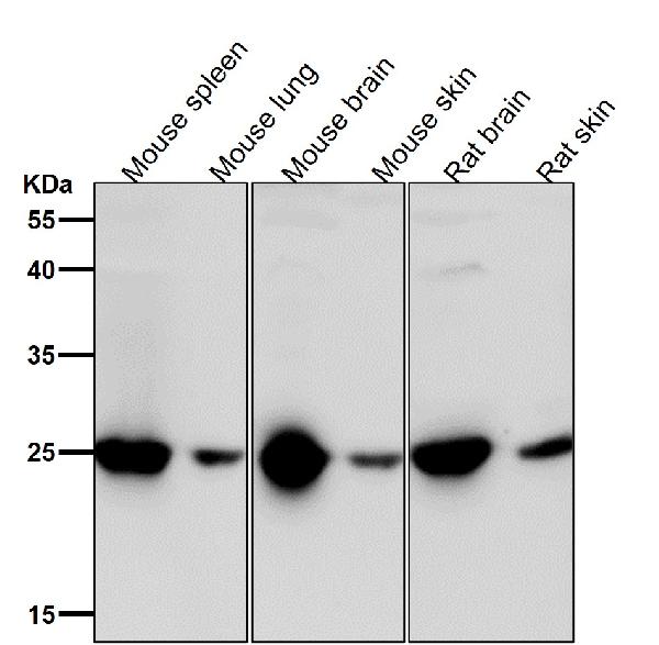 1 - Anti-GRB2 Rabbit Monoclonal Antibody ABO16790