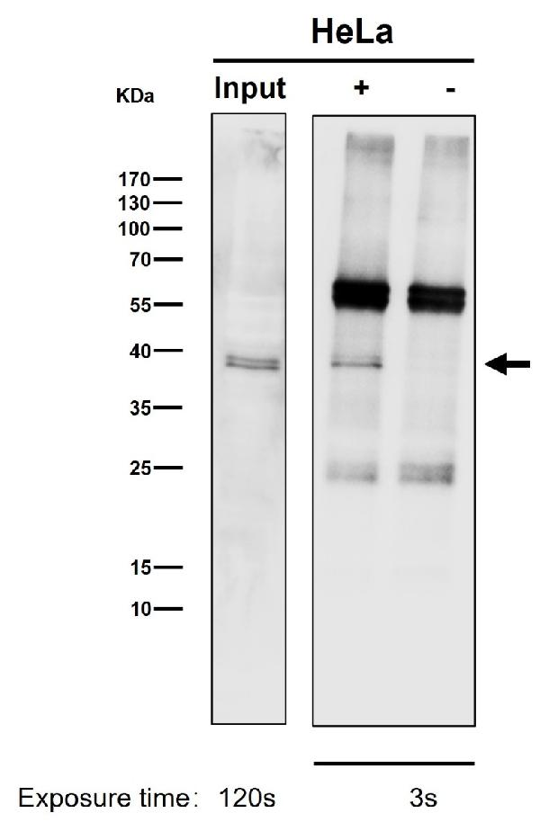 1 - Anti-CrkL Rabbit Monoclonal Antibody ABO16792
