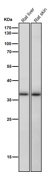 1 - Anti-CrkL Rabbit Monoclonal Antibody ABO16792