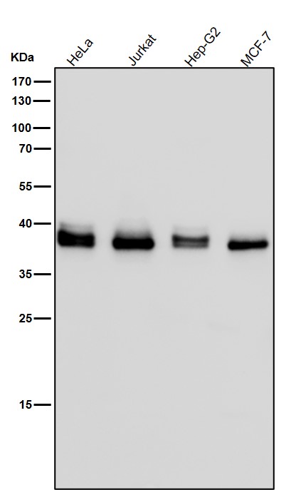 1 - Anti-CrkL Rabbit Monoclonal Antibody ABO16792