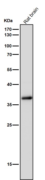 1 - Anti-CrkL Rabbit Monoclonal Antibody ABO16792