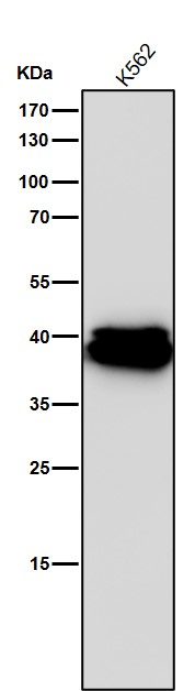 1 - Anti-CrkL Rabbit Monoclonal Antibody ABO16792