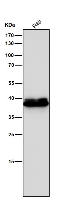 1 - Anti-CrkL Rabbit Monoclonal Antibody ABO16792
