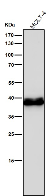 1 - Anti-CrkL Rabbit Monoclonal Antibody ABO16792