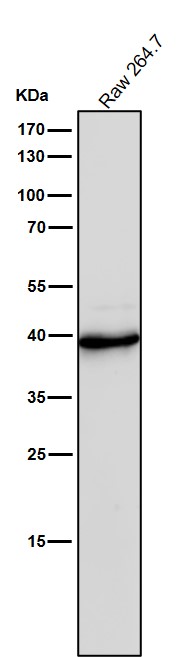 1 - Anti-CrkL Rabbit Monoclonal Antibody ABO16792