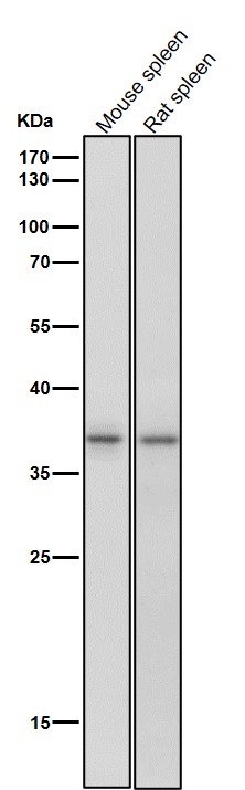 1 - Anti-CrkL Rabbit Monoclonal Antibody ABO16792