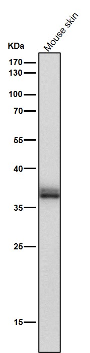 1 - Anti-CrkL Rabbit Monoclonal Antibody ABO16792