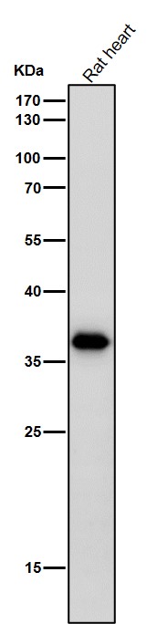 1 - Anti-CrkL Rabbit Monoclonal Antibody ABO16792