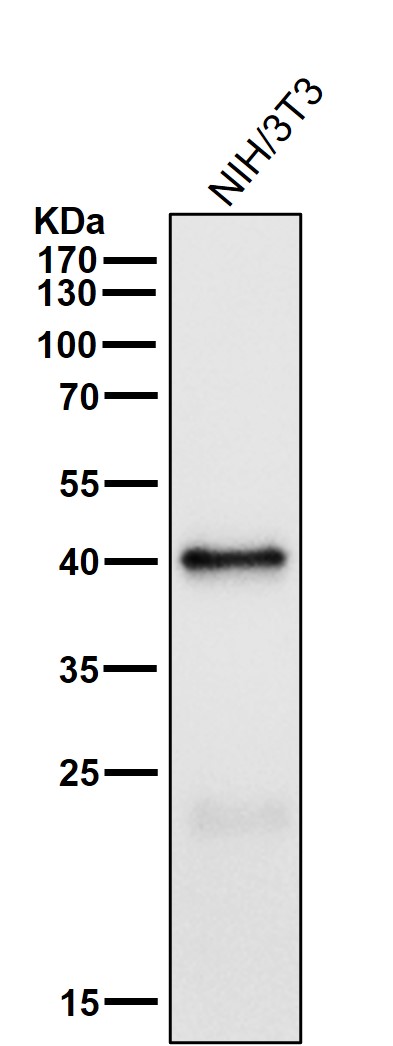 1 - Anti-Phospho-PRAS40 (T246) Rabbit Monoclonal Antibody ABO16797