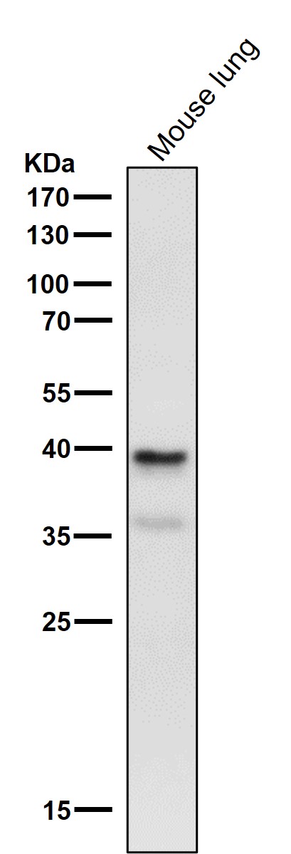 1 - Anti-Phospho-PRAS40 (T246) Rabbit Monoclonal Antibody ABO16797