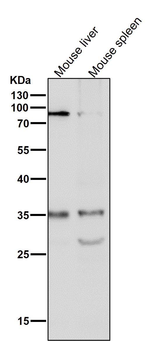 1 - Anti-Phospho-Nucleophosmin (S125) Rabbit Monoclonal Antibody ABO16800