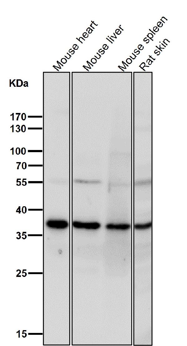 1 - Anti-TIM50 Rabbit Monoclonal Antibody ABO16801