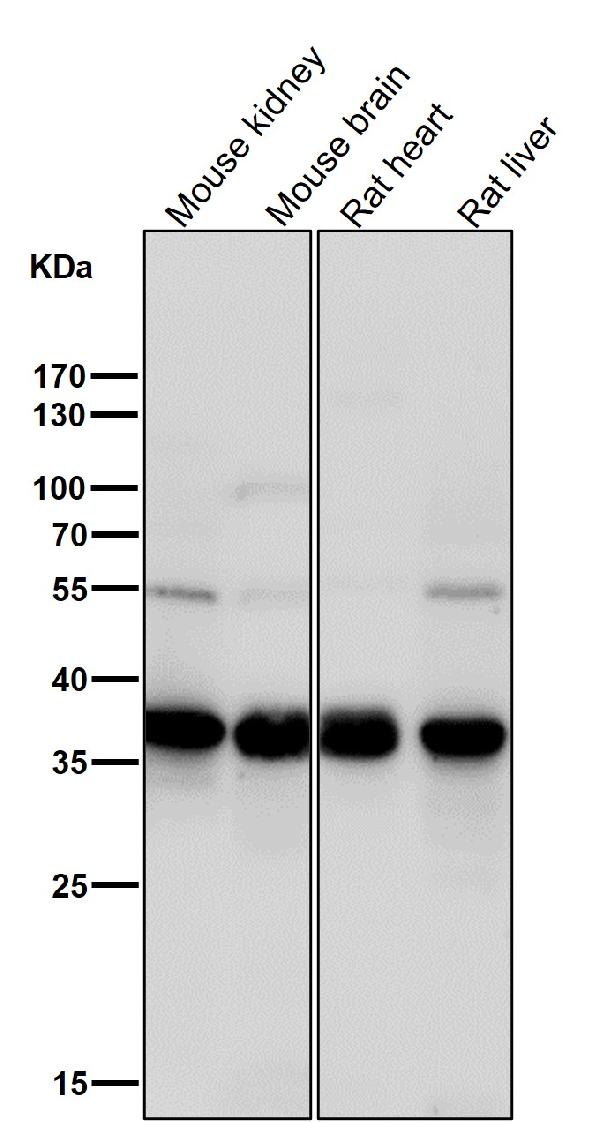 1 - Anti-TIM50 Rabbit Monoclonal Antibody ABO16801