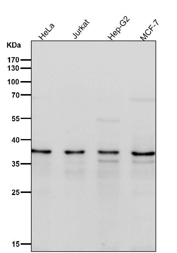 1 - Anti-TIM50 Rabbit Monoclonal Antibody ABO16801
