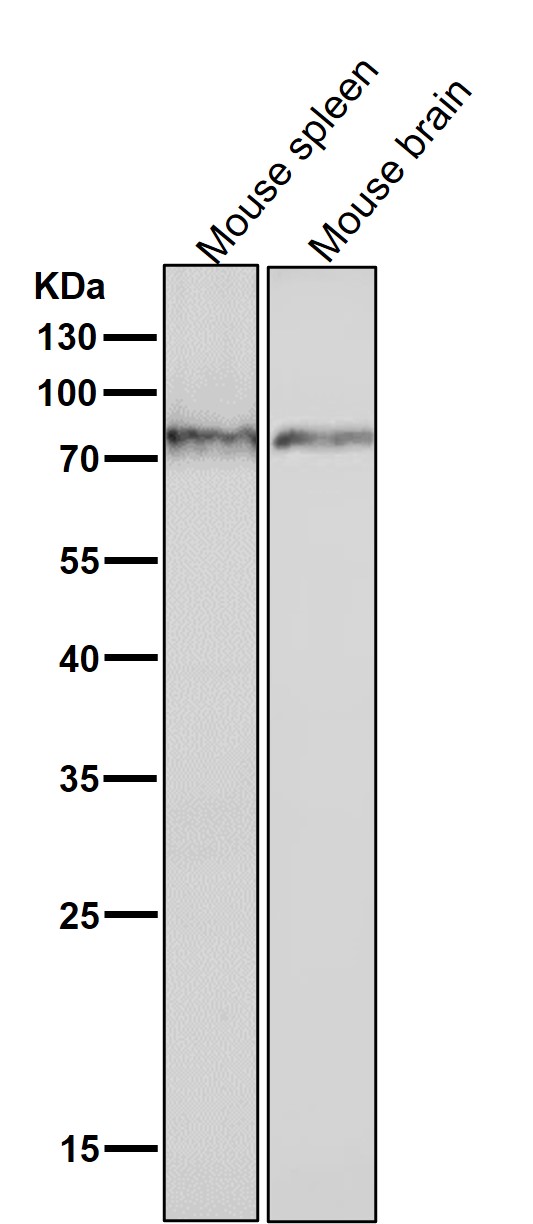 1 - Anti-Phospho-PKC (S729) Rabbit Monoclonal Antibody ABO16804