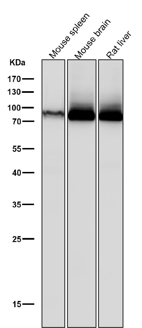 1 - Anti-PKC Rabbit Monoclonal Antibody ABO16806