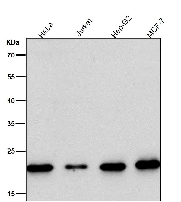 1 - Anti-MRPL11 Rabbit Monoclonal Antibody ABO16807