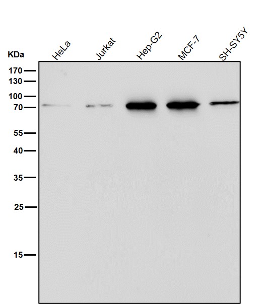 1 - Anti-ERp72 Rabbit Monoclonal Antibody ABO16808