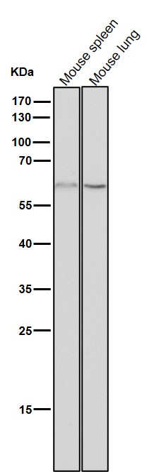 1 - Anti-NELFB Rabbit Monoclonal Antibody ABO16809