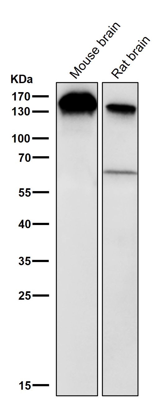 1 - Anti-BTF Rabbit Monoclonal Antibody ABO16810