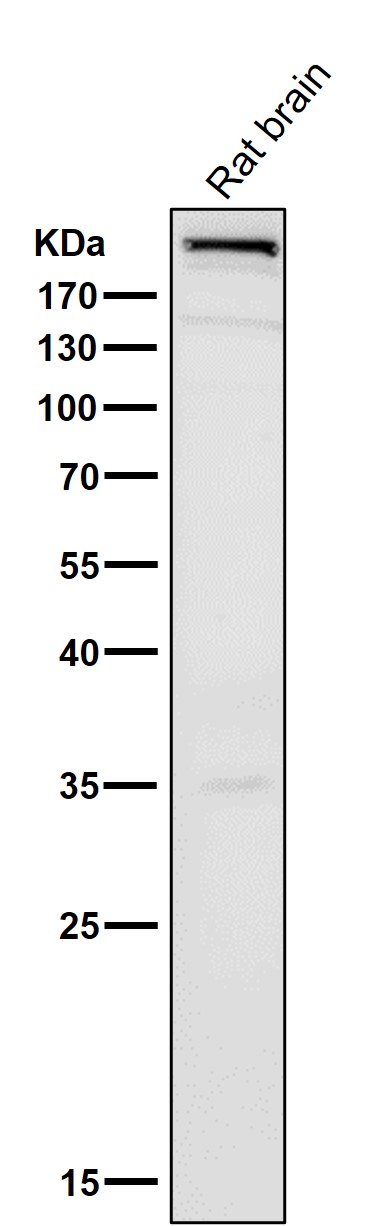 1 - Anti-mTOR Rabbit Monoclonal Antibody ABO16811