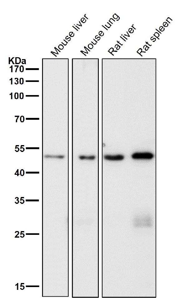 1 - Anti-DCAF13 Rabbit Monoclonal Antibody ABO16814