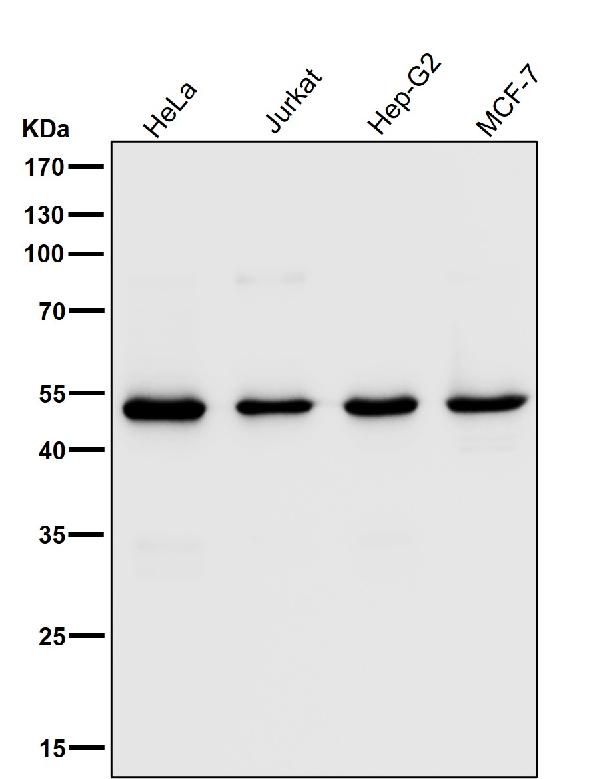 1 - Anti-DCAF13 Rabbit Monoclonal Antibody ABO16814