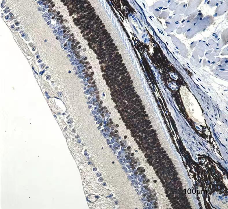 14 - CRX Antibody AP92091