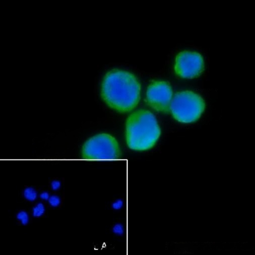 8 - Sialoadhesin/CD169 Rabbit mAb AP96154